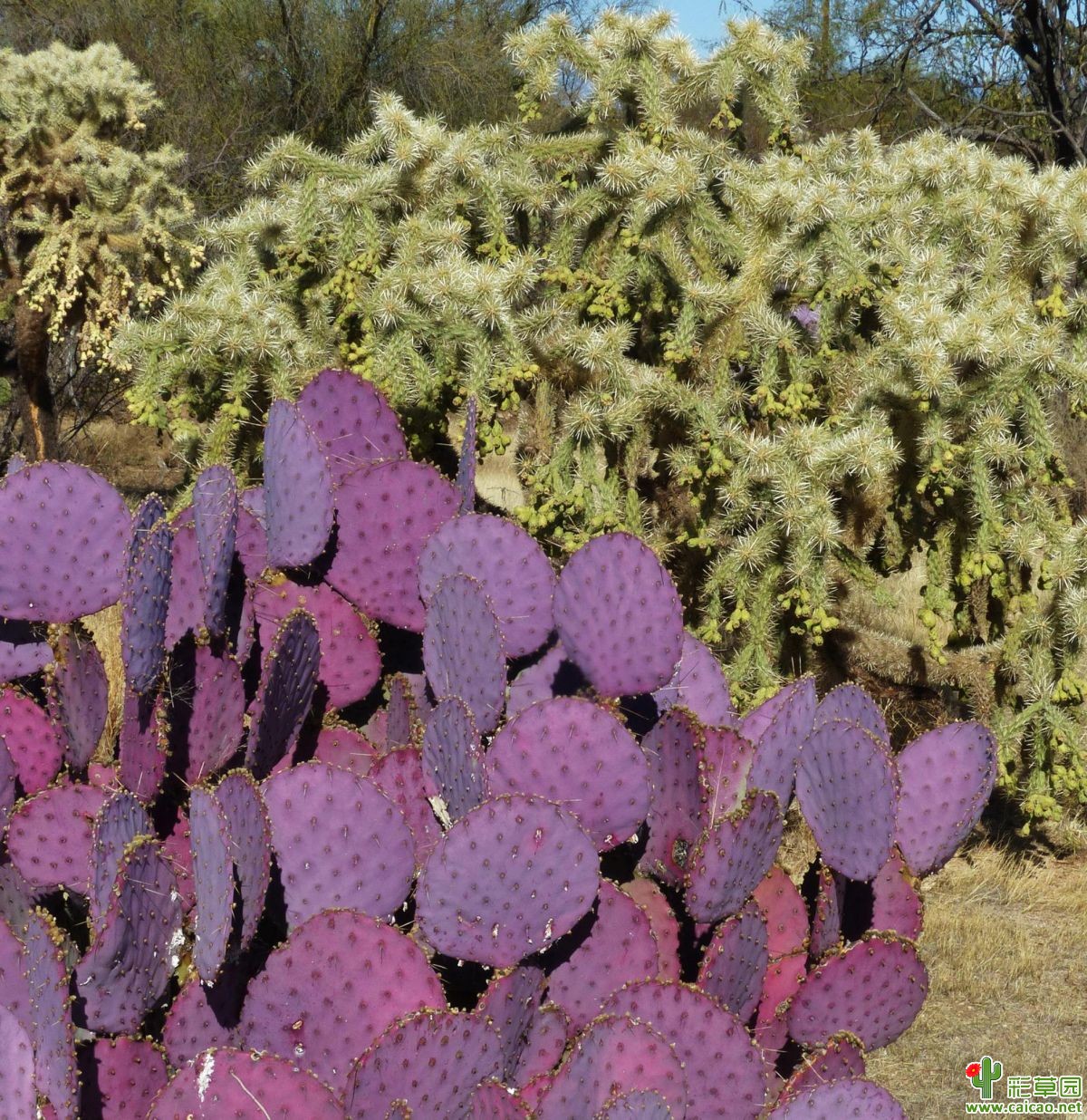 圣丽塔仙人掌 Opuntia santarita