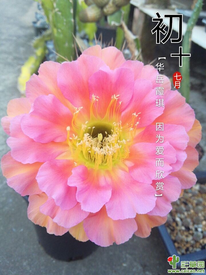 要回老家了，花儿送行16338