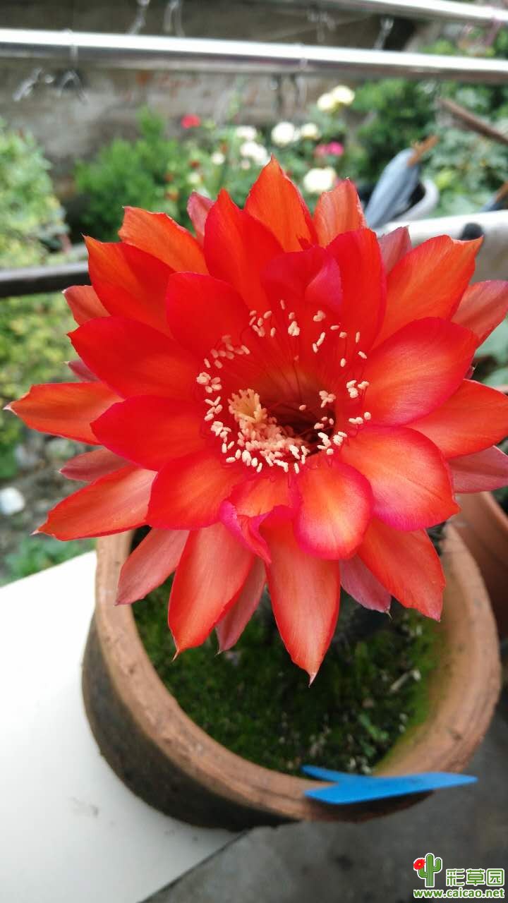 同一个球不同时期花色差异好大