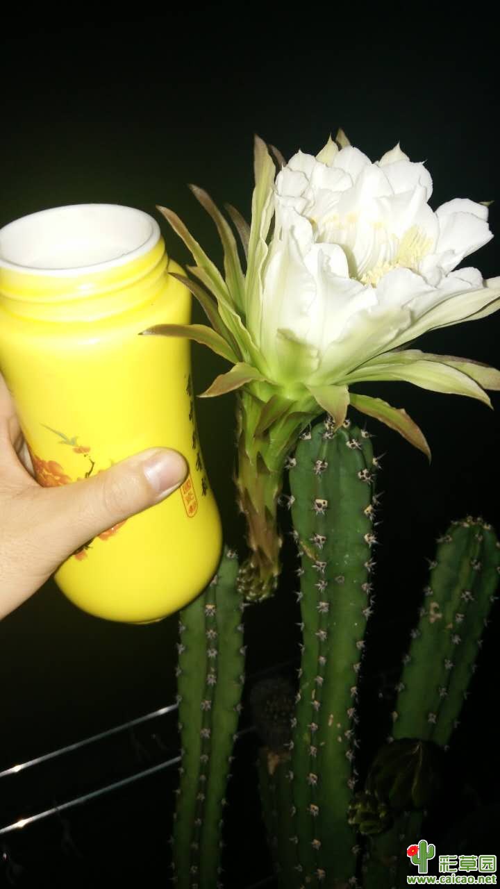 好大的花