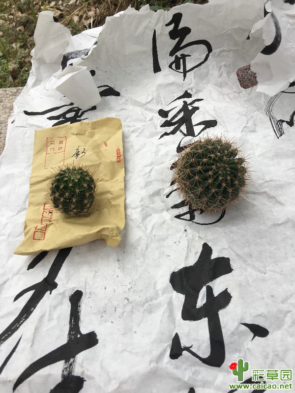 想念很久了！16479