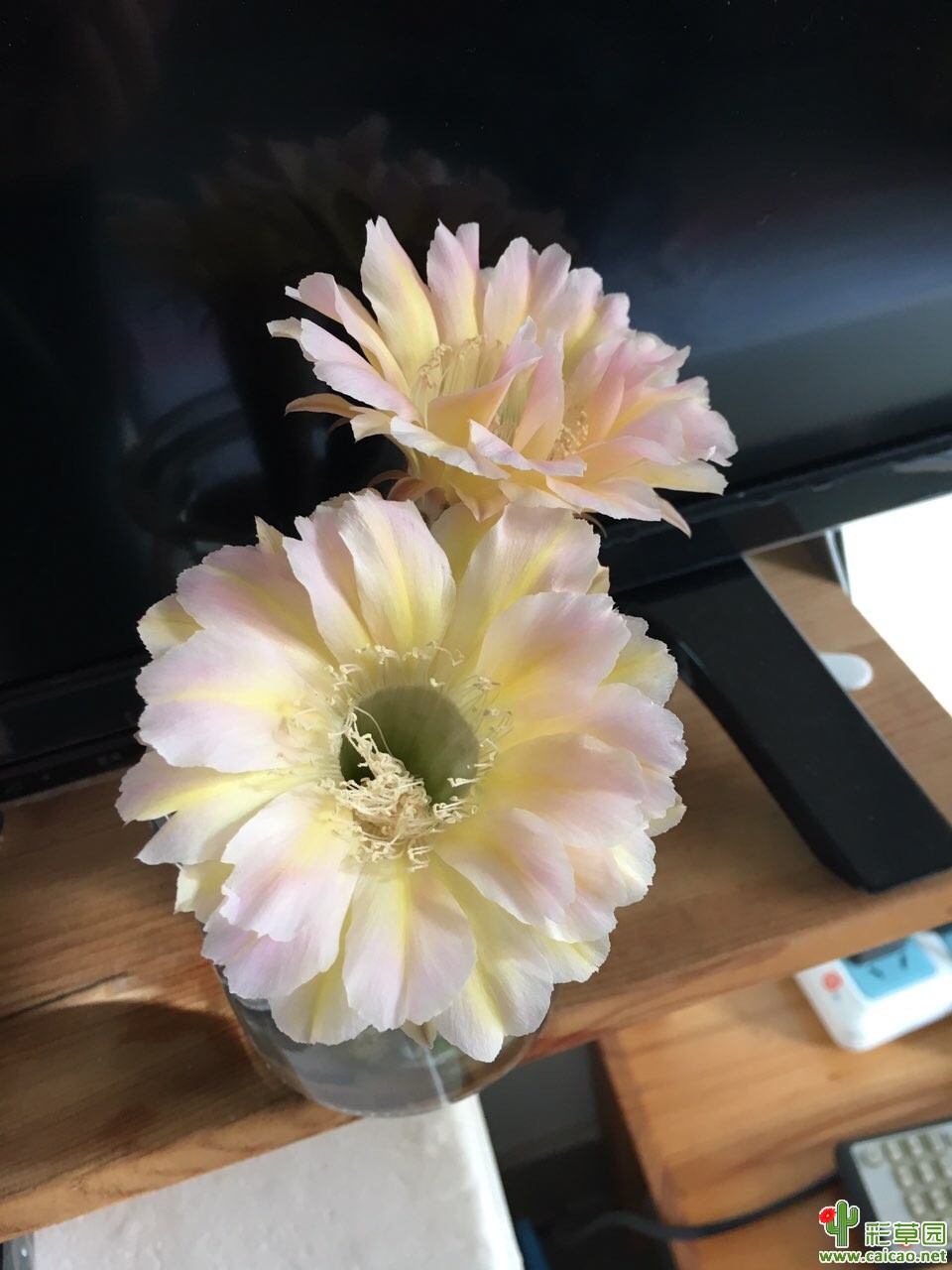 彩草插花16506