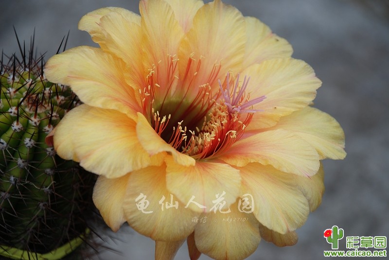 RL2014.2293 开花图