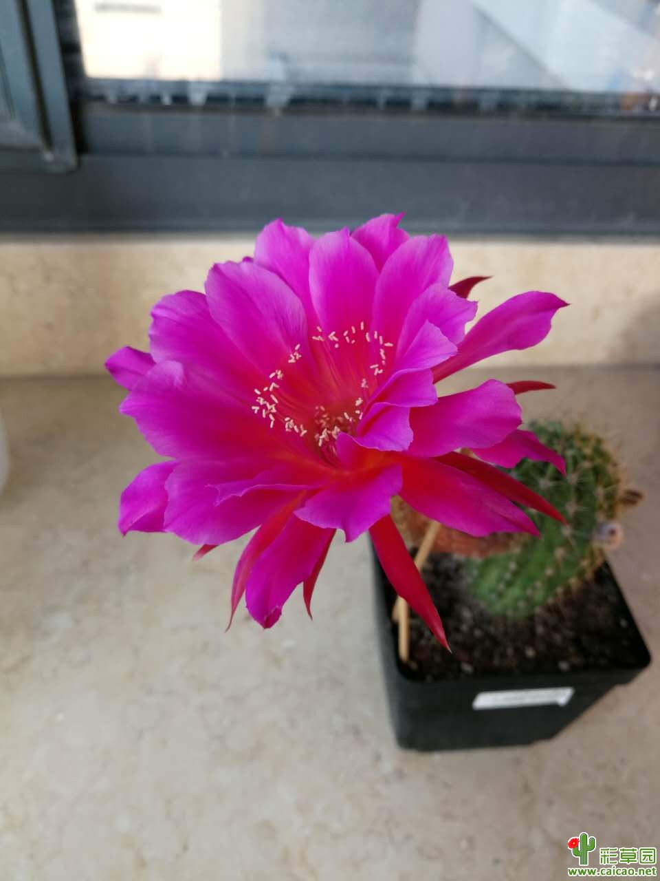 你见过彩草最长能开几天？16612