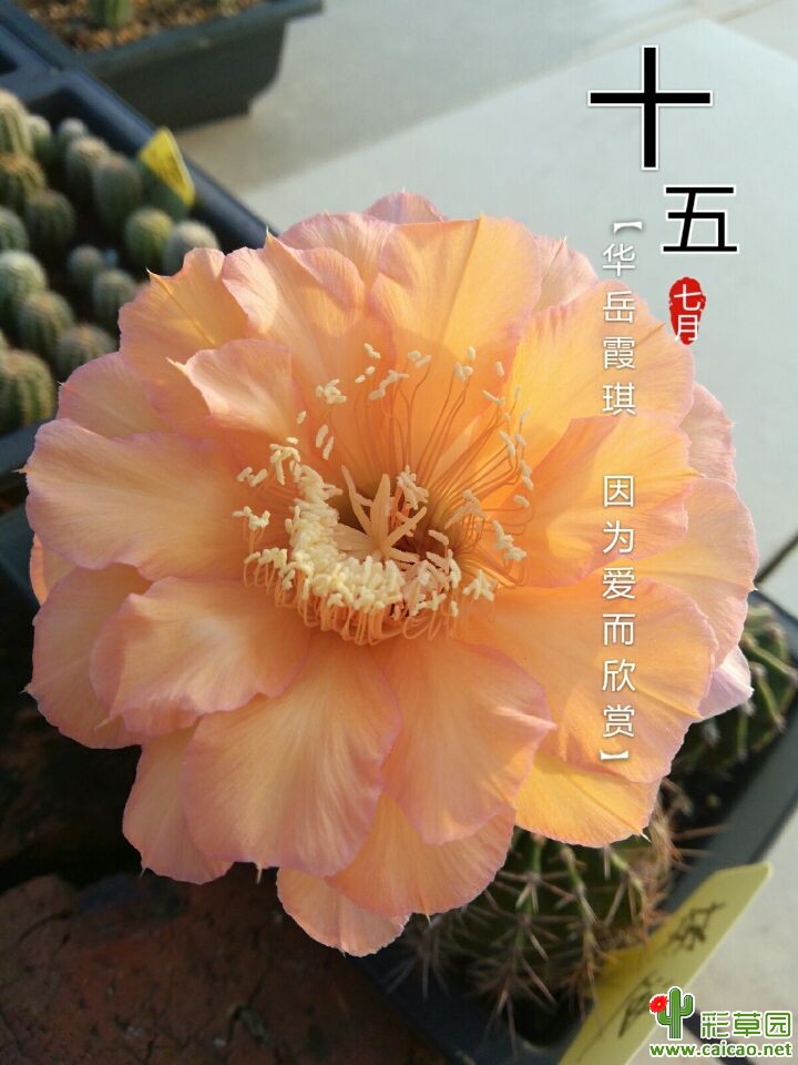 习杂丽花16618