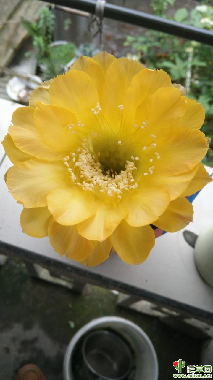图兰朵 黄鹂