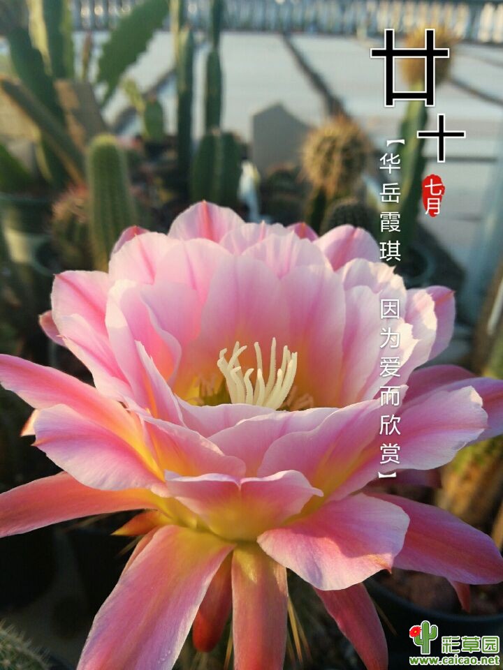 真好，又开了16682