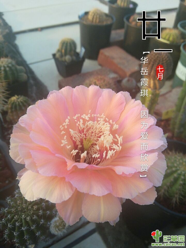 几个彩草16700