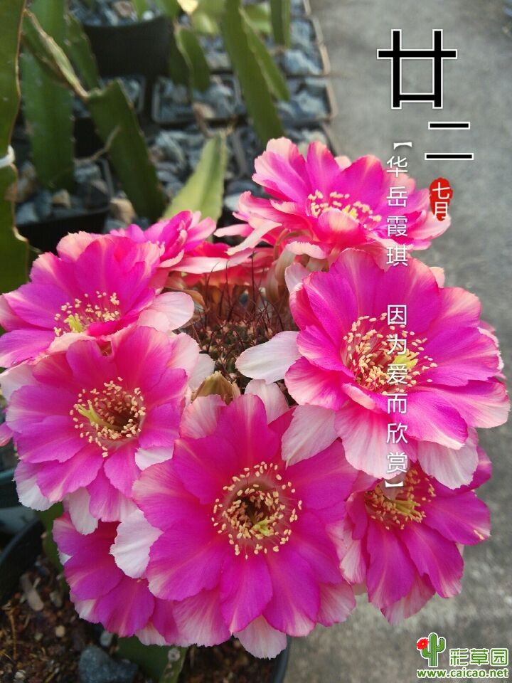 56C不要这么疯好不16730