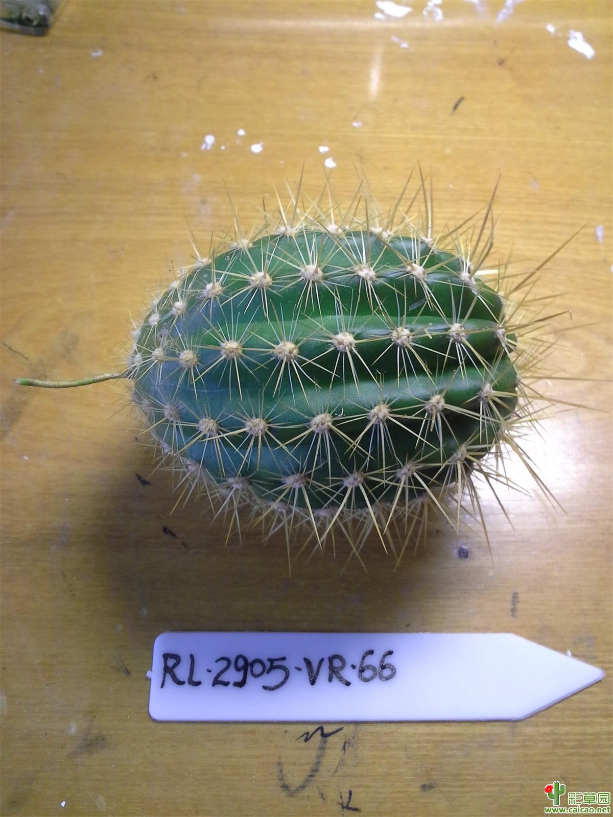 【结束】广西崇左普通毛花、彩草
