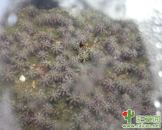 大神帮看看我这苗什么时候移樀好