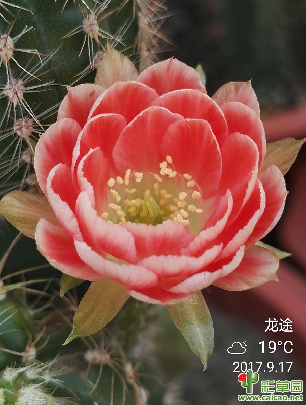 2017初秋之爱开花的火焰