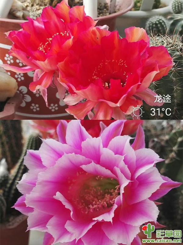 双人 X 烟花 LT.2017.EE.08
