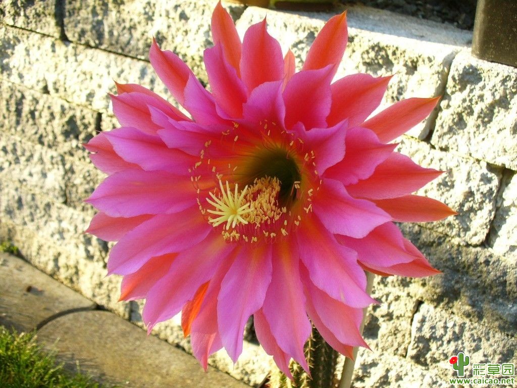 SP.2008.11.SSA.27