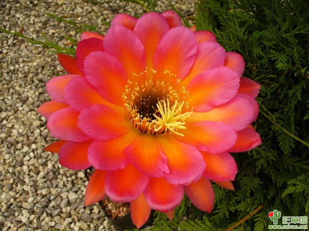 MEX.2008.520.SSA.13