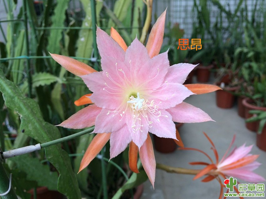 冬开品种如约开放~17156