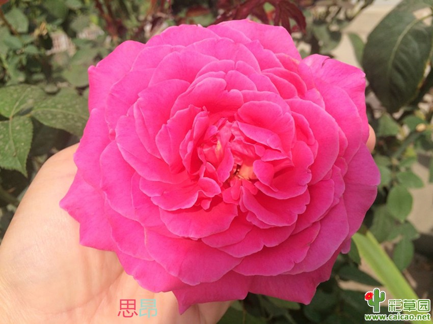 月季胜在皮实、好养17174
