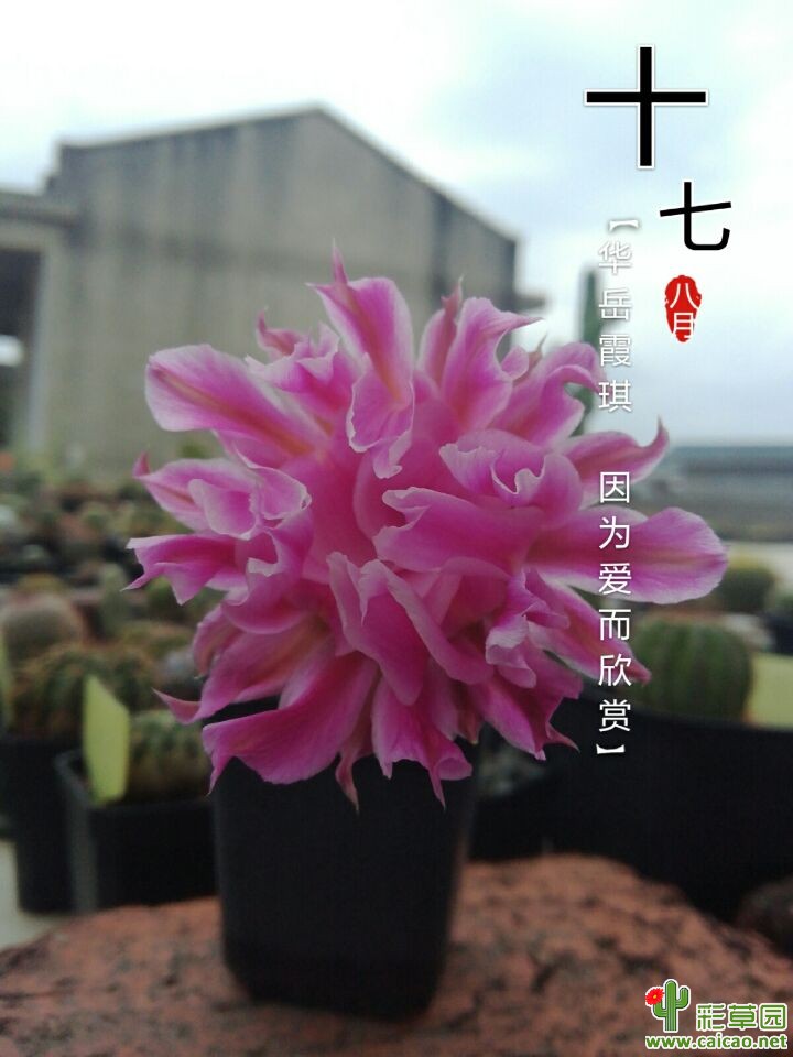 秋天晒晒小花17207