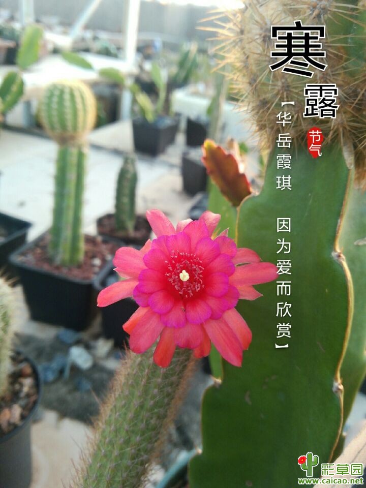 丽花、杂交金钮、宝山
