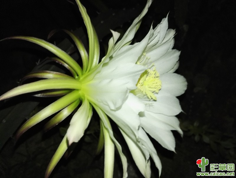 三角袖蒲开花了，很大，很漂亮17249