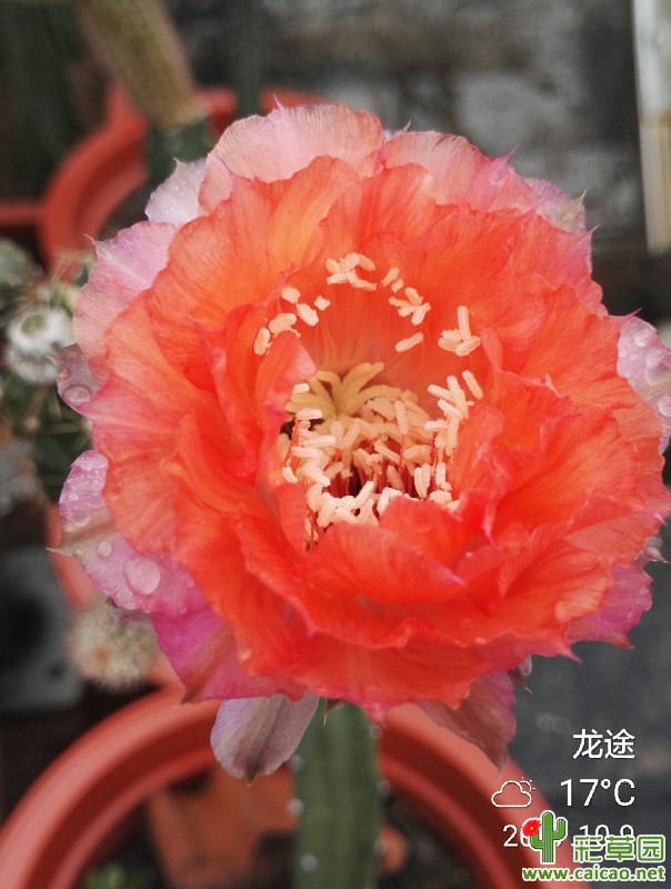 不同温度及环境下睡美人的花色差异17257