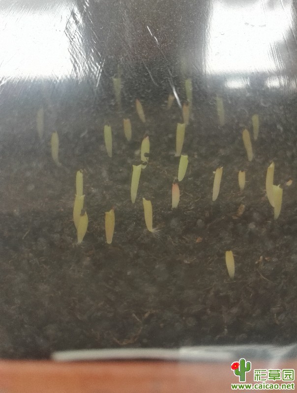 播种后回家过节，结果长成牙签了17285