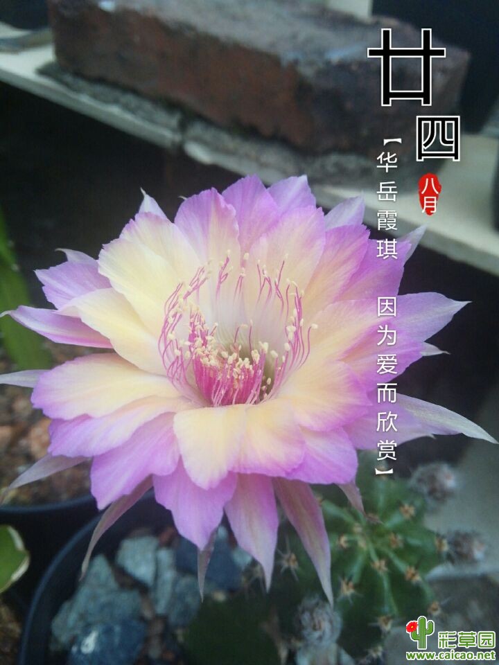 还是丽花好啊17307