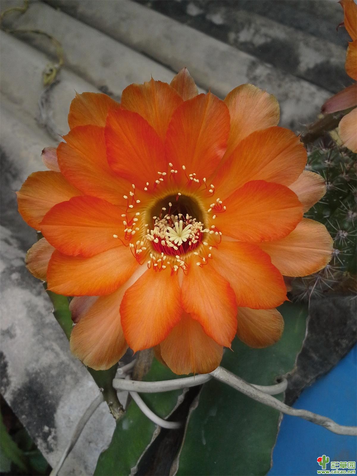 花儿