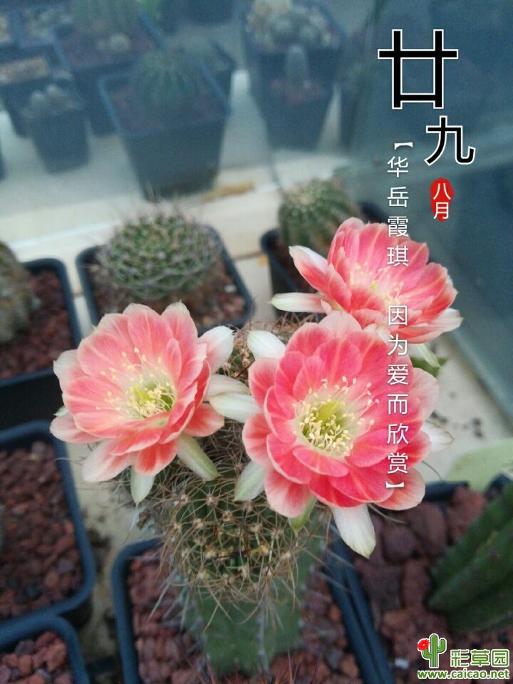 火焰17477