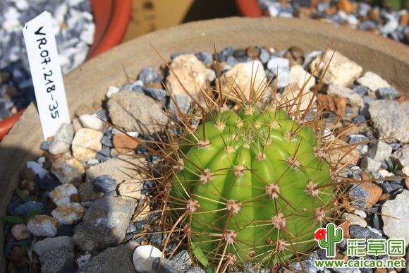 有谁知道这个的花是怎么样的?VR07.218-35