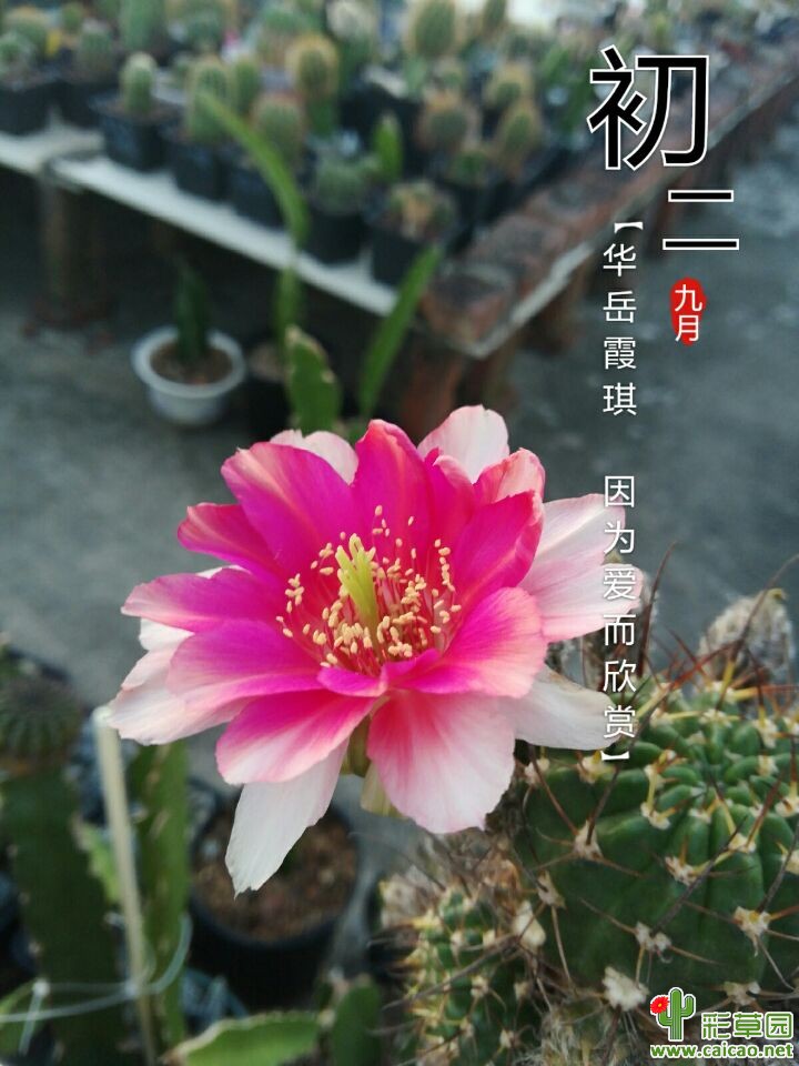 56C、黑金刚x剑芒丸17482