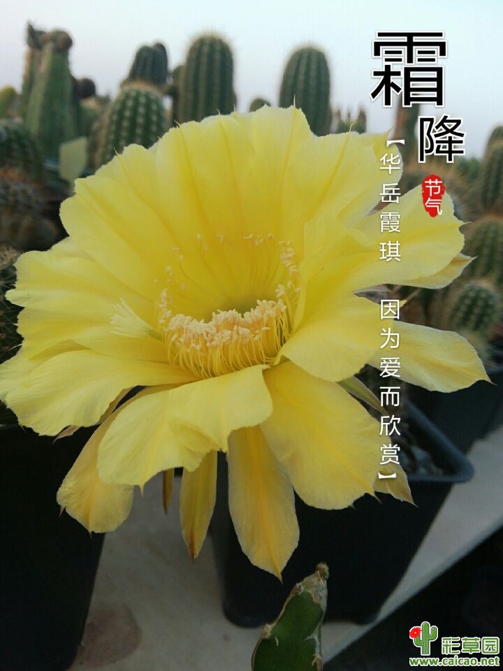 彩草、小鱼、妞17495