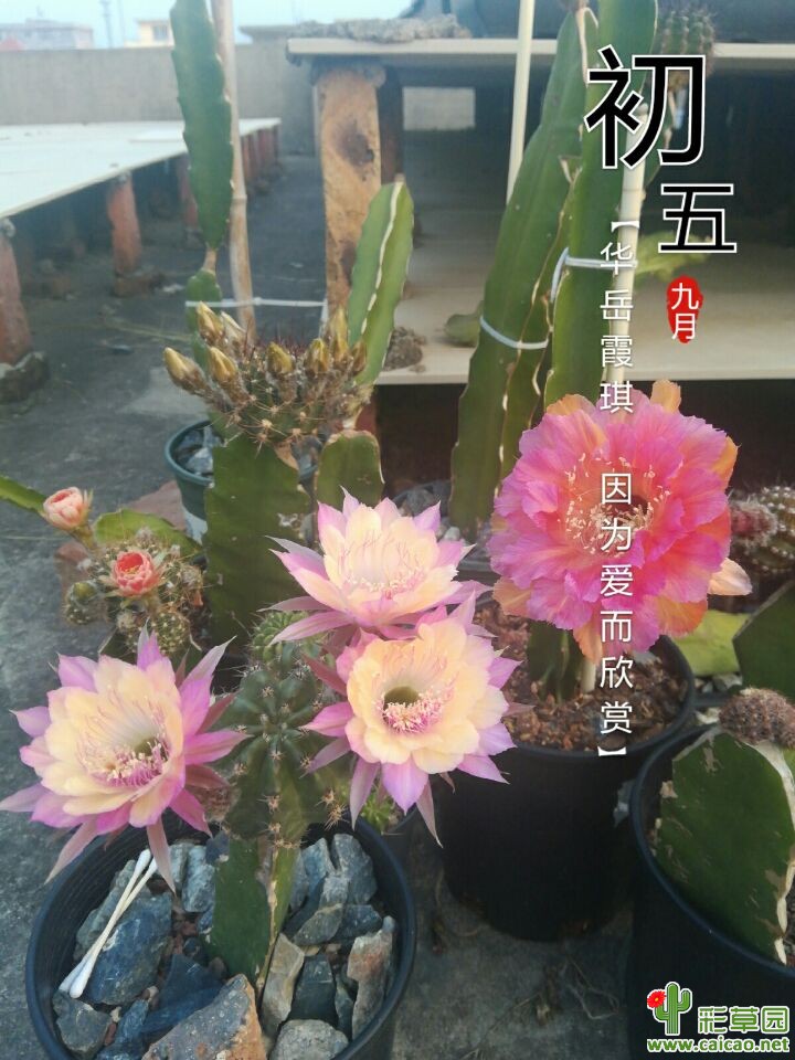 丽花彩草争相斗艳17516