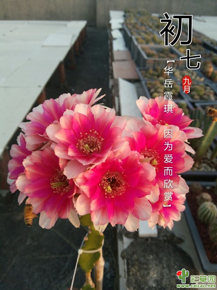 不得瑟心理不爽17555