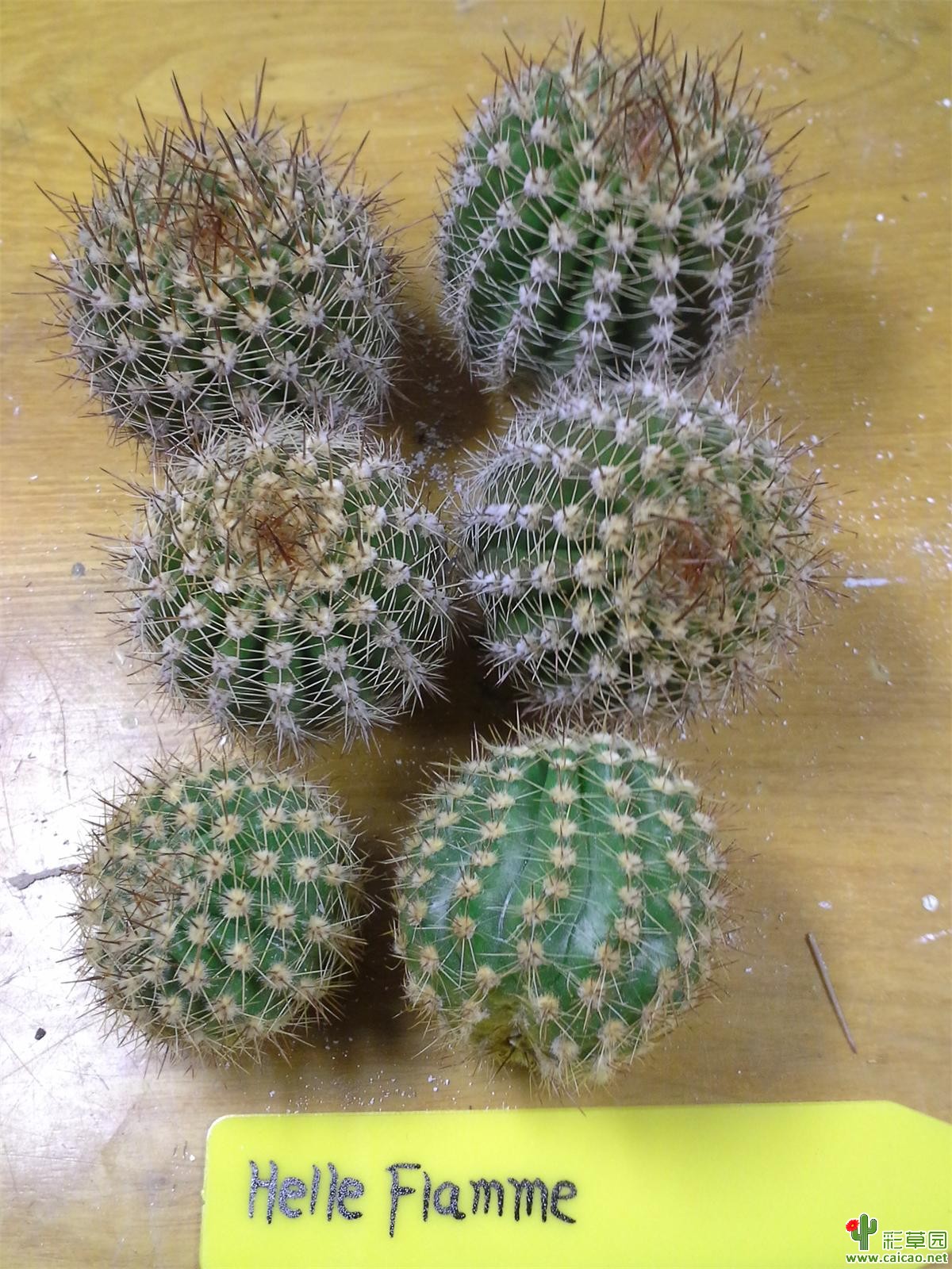 【结束】广西崇左普通毛花、彩草