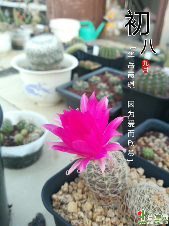 几枚小巧点的17591