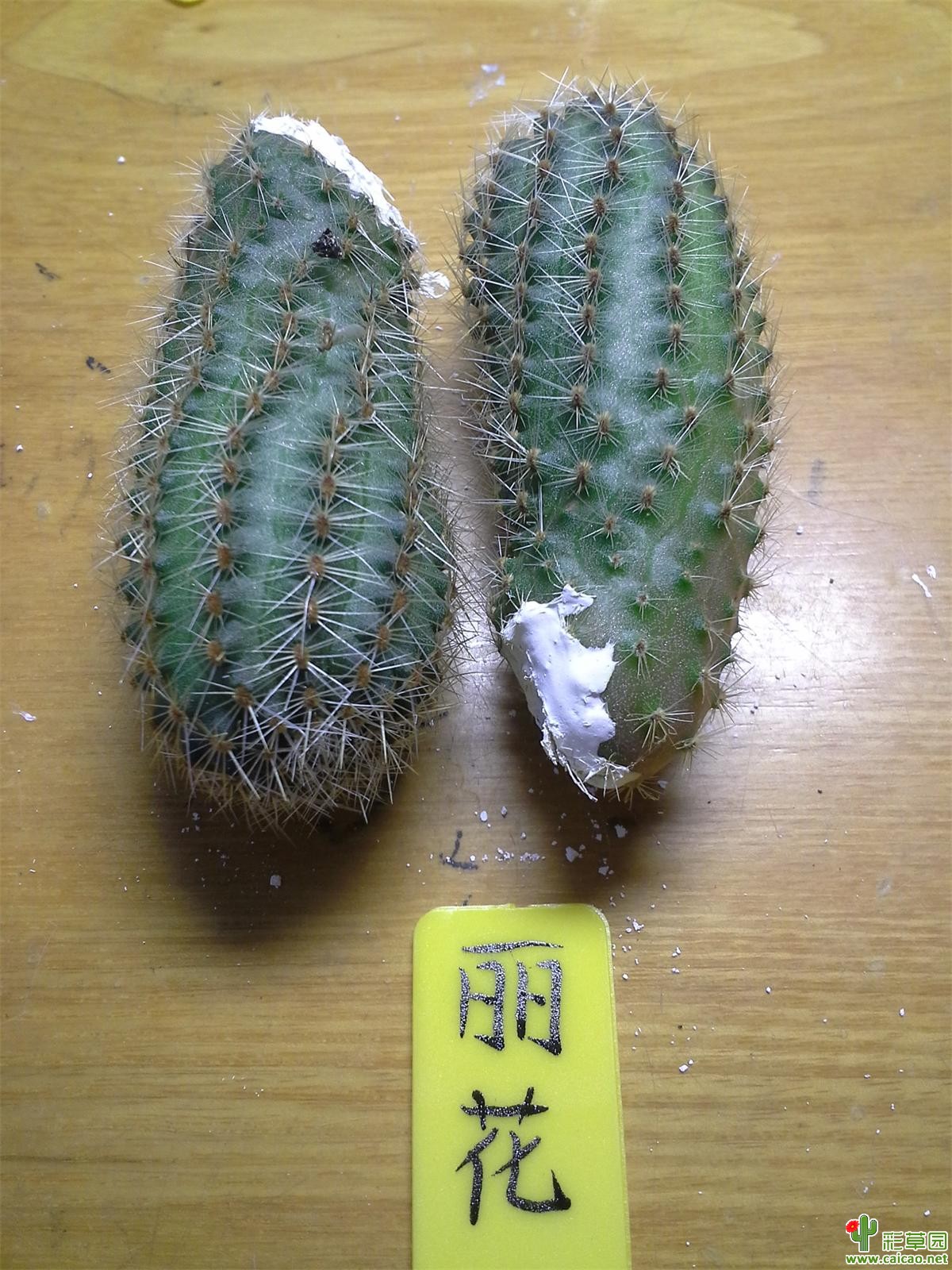 【结束】广西崇左普通毛花、彩草