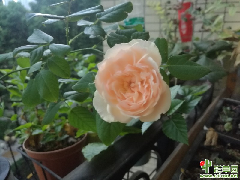 秋天的月季开得标准17625