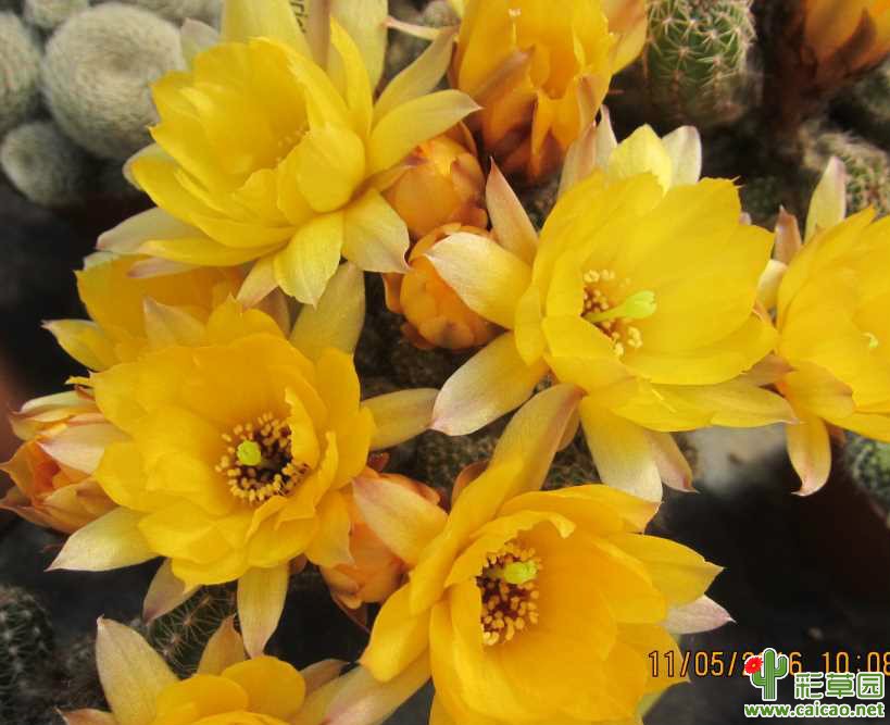 (北京) 支持论坛,义拍美花白檀枝条一组,11月2日21点整结束