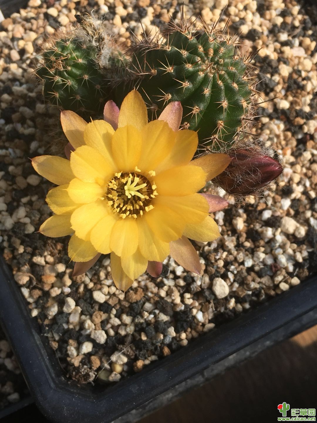 深秋了, oro 又开花了