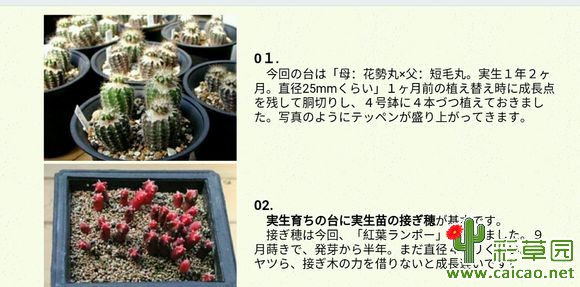 （转）一组图日本的草球嫁接 小苗