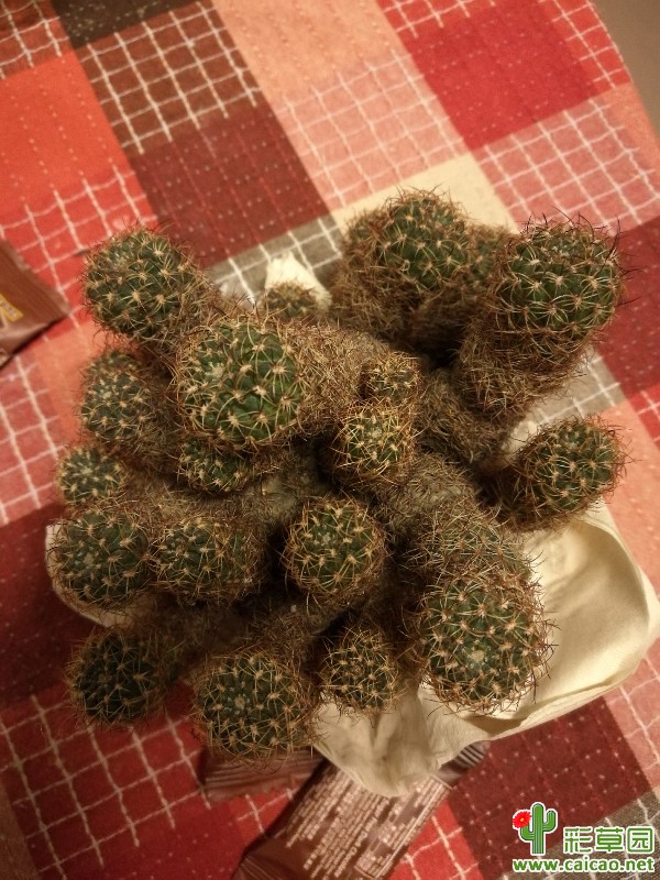 求名17759