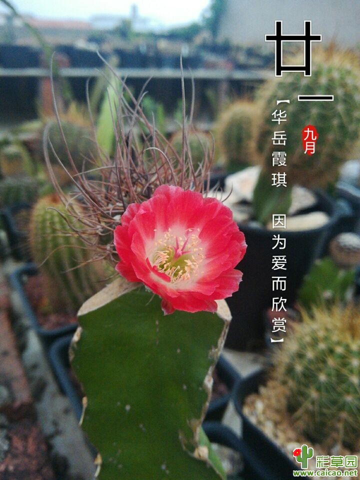 发几朵过过眼瘾，这几天开的17772