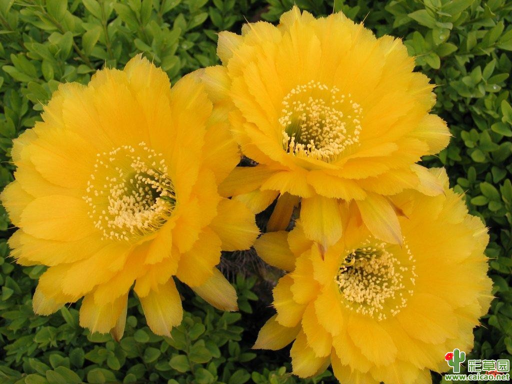 TS 54