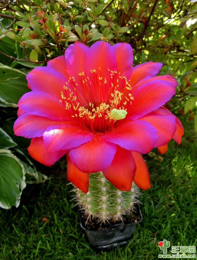 中国橙色郁金香(Otschina)