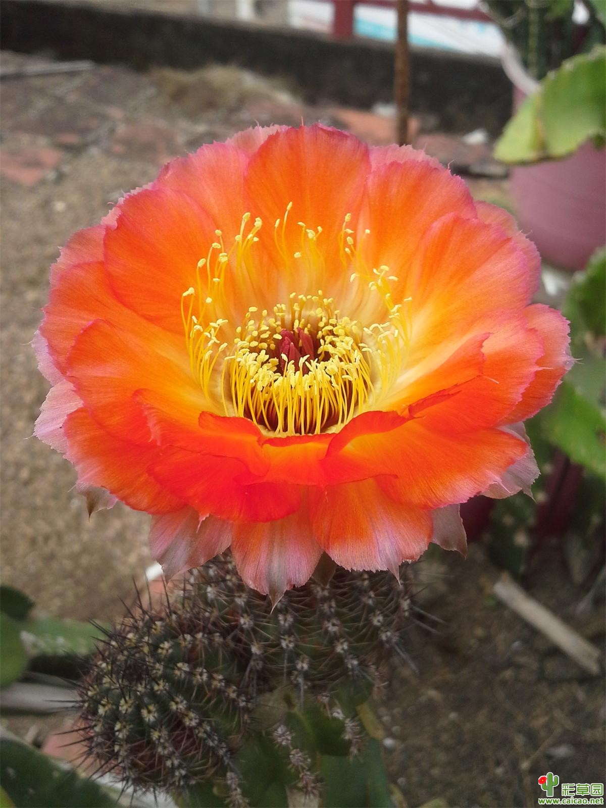 有花有果