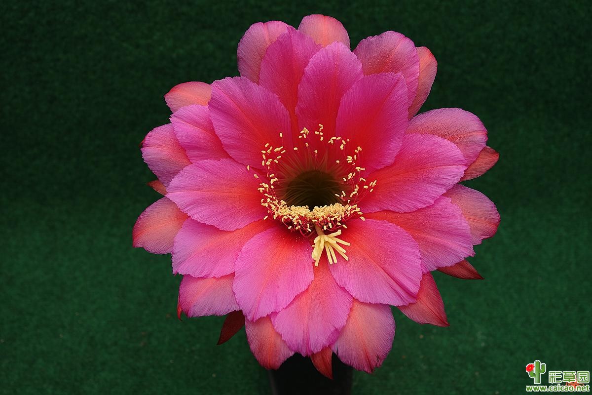 钋(Cantora Polonium)