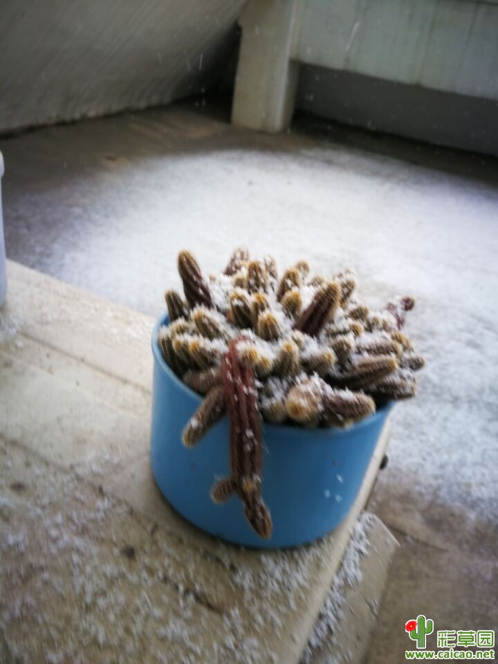 风雪中经受考验的仙人球