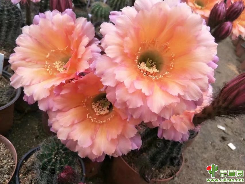 彩霞(Rosy clouds)