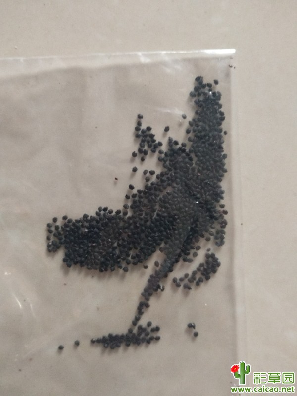 老乡给的果子，这么多种子够玩好久了18218